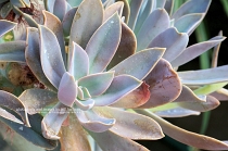 succulents